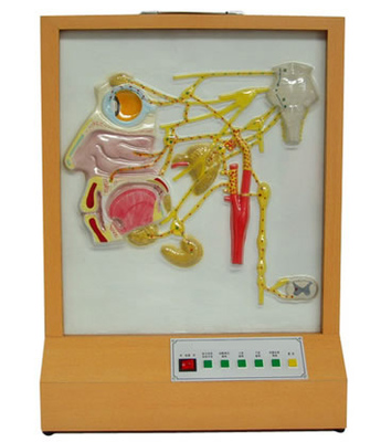 頭面部自主神經(jīng)分布電動模型——現(xiàn)代醫(yī)學(xué)教學(xué)的理想教具